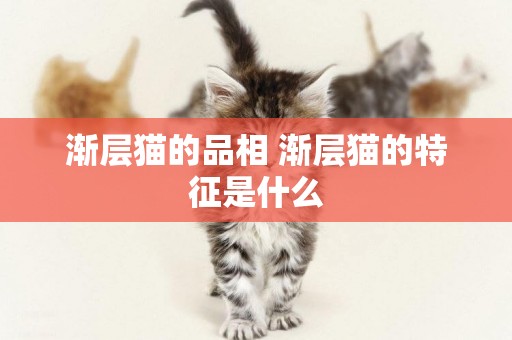 漸層貓的品相 漸層貓的特征是什么