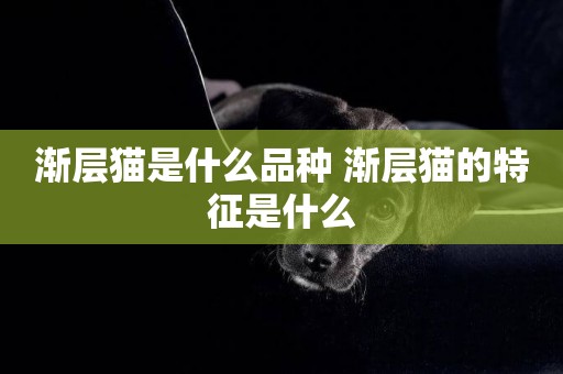 漸層貓是什么品種 漸層貓的特征是什么