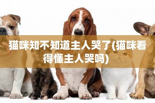 貓咪知不知道主人哭了(貓咪看得懂主人哭嗎) 