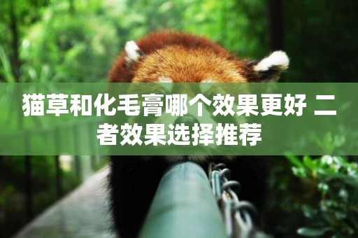 貓草和化毛膏哪個效果更好 二者效果選擇推薦