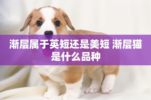 漸層屬于英短還是美短 漸層貓是什么品種