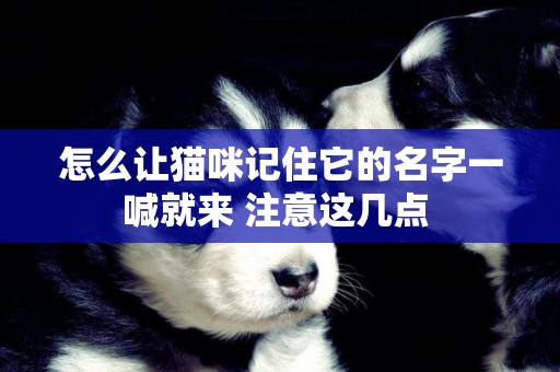 怎么讓貓咪記住它的名字一喊就來 注意這幾點 