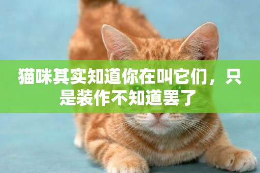 貓咪其實知道你在叫它們，只是裝作不知道罷了 