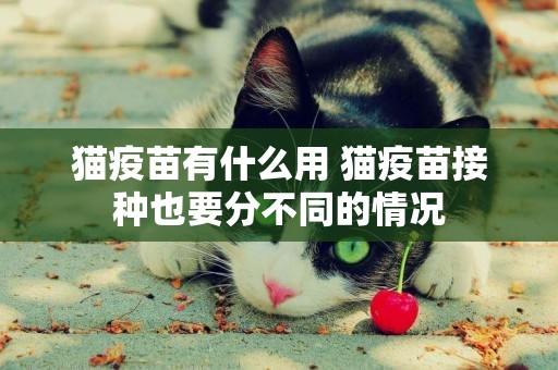 貓疫苗有什么用 貓疫苗接種也要分不同的情況