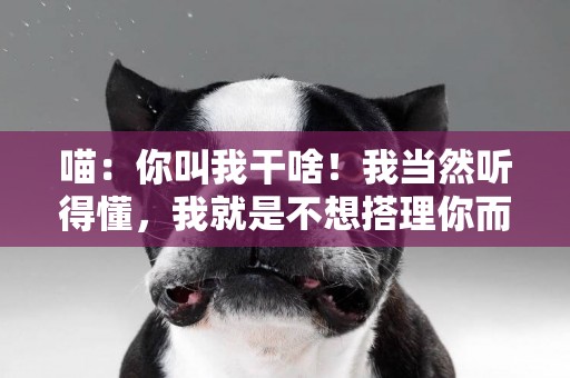 喵：你叫我干啥！我當然聽得懂，我就是不想搭理你而已！ 