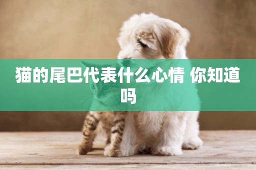 貓的尾巴代表什么心情 你知道嗎