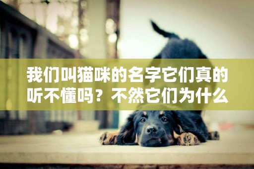 我們叫貓咪的名字它們真的聽不懂嗎？不然它們為什么沒有任何反應 