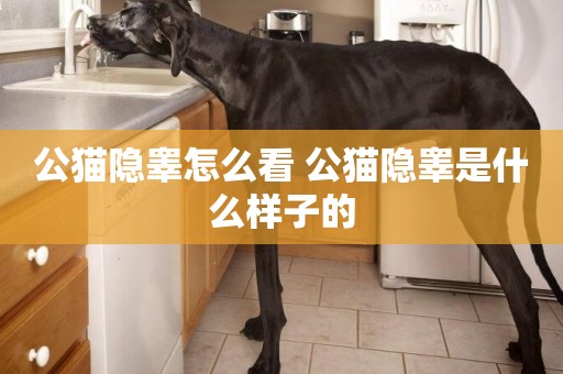 公貓隱睪怎么看 公貓隱睪是什么樣子的