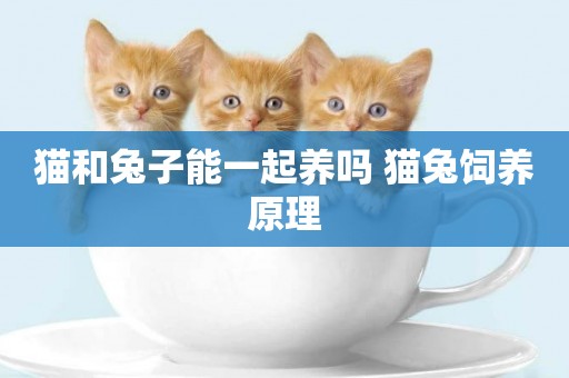 貓和兔子能一起養嗎 貓兔飼養原理