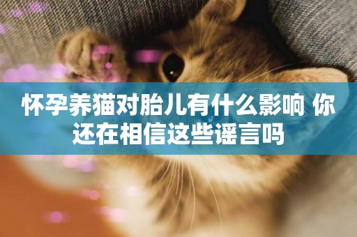 懷孕養貓對胎兒有什么影響 你還在相信這些謠言嗎