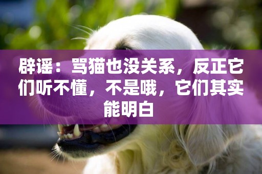 辟謠：罵貓也沒關系，反正它們聽不懂，不是哦，它們其實能明白 
