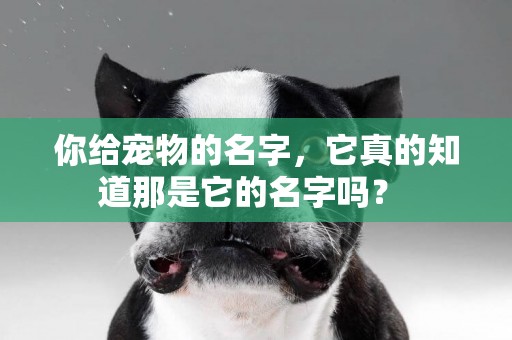 你給寵物的名字，它真的知道那是它的名字嗎？ 