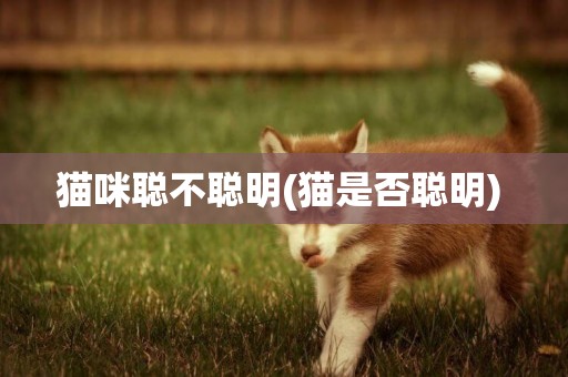 貓咪聰不聰明(貓是否聰明) 