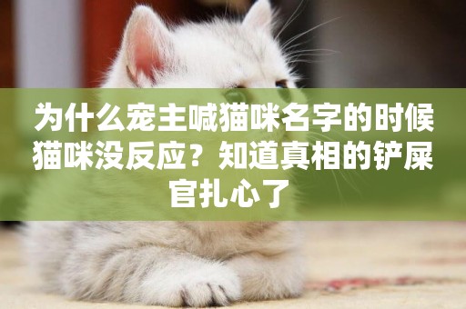 為什么寵主喊貓咪名字的時候貓咪沒反應？知道真相的鏟屎官扎心了 