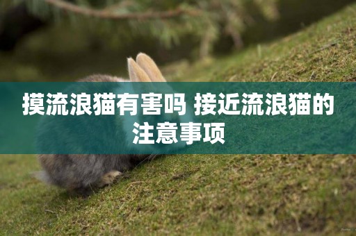 摸流浪貓有害嗎 接近流浪貓的注意事項