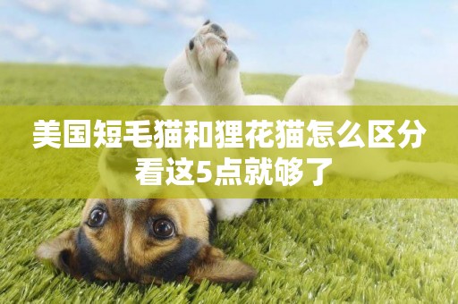 美國短毛貓和貍花貓怎么區分 看這5點就夠了