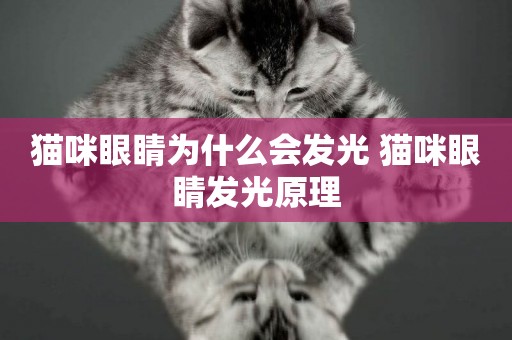 貓咪眼睛為什么會發光 貓咪眼睛發光原理