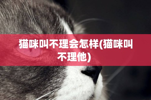 貓咪叫不理會怎樣(貓咪叫不理他) 