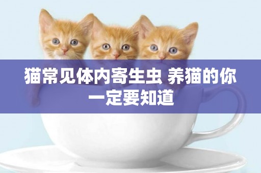 貓常見體內寄生蟲 養貓的你一定要知道
