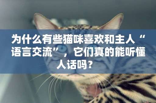 為什么有些貓咪喜歡和主人“語言交流”，它們真的能聽懂人話嗎？ 