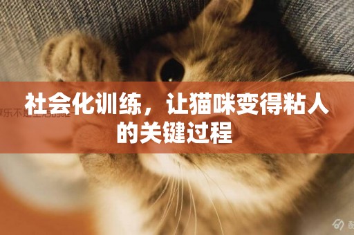 社會化訓練，讓貓咪變得粘人的關鍵過程 