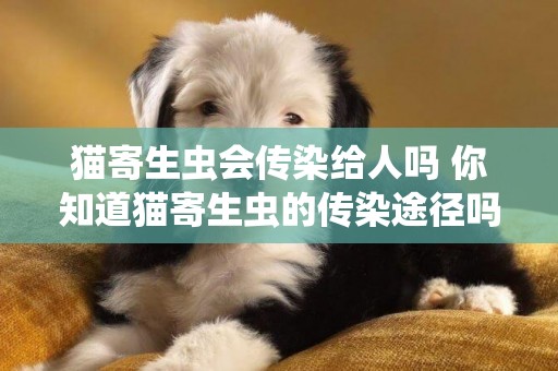 貓寄生蟲會傳染給人嗎 你知道貓寄生蟲的傳染途徑嗎