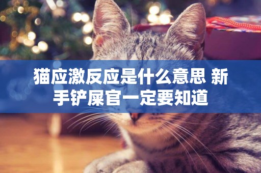 貓應激反應是什么意思 新手鏟屎官一定要知道