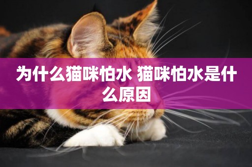 為什么貓咪怕水 貓咪怕水是什么原因