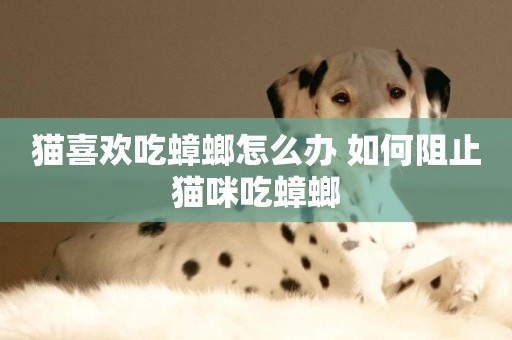 貓喜歡吃蟑螂怎么辦 如何阻止貓咪吃蟑螂