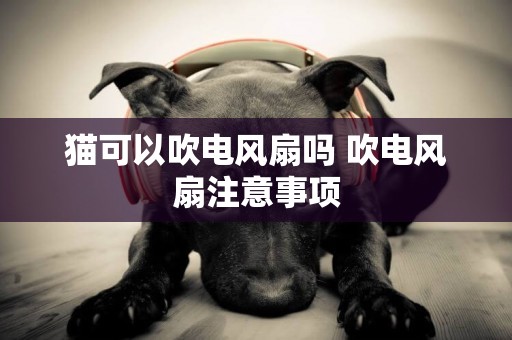 貓可以吹電風扇嗎 吹電風扇注意事項