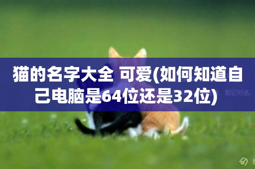 貓的名字大全 可愛(如何知道自己電腦是64位還是32位) 