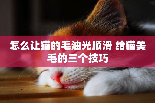 怎么讓貓的毛油光順滑 給貓美毛的三個技巧