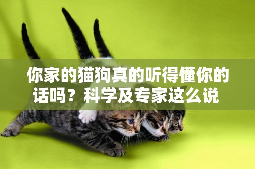 你家的貓狗真的聽得懂你的話嗎？科學及專家這么說 