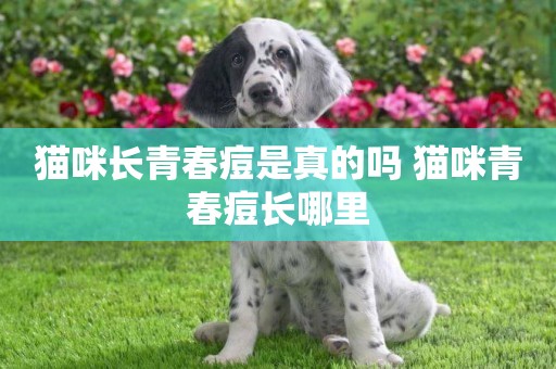 貓咪長青春痘是真的嗎 貓咪青春痘長哪里