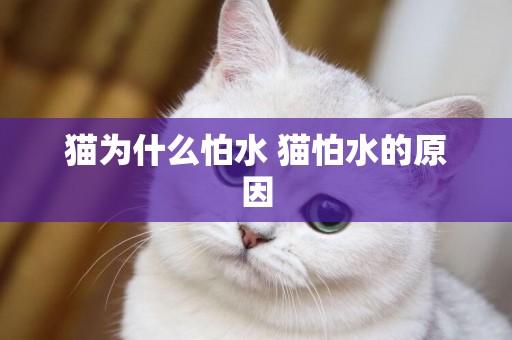 貓為什么怕水 貓怕水的原因
