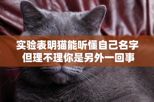實驗表明貓能聽懂自己名字 但理不理你是另外一回事 