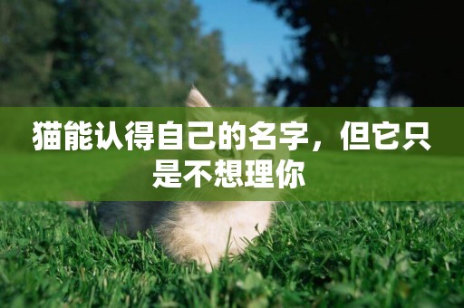 貓能認得自己的名字，但它只是不想理你 