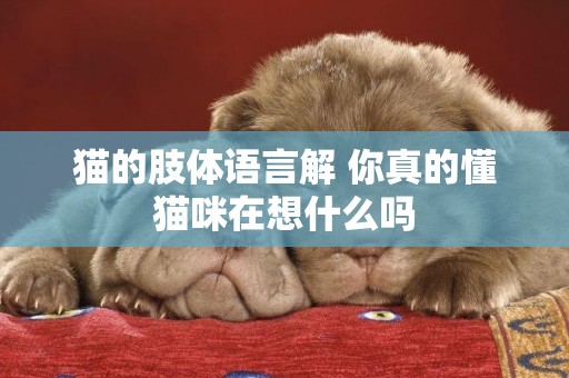 貓的肢體語言解 你真的懂貓咪在想什么嗎