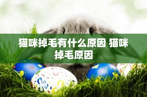 貓咪掉毛有什么原因 貓咪掉毛原因