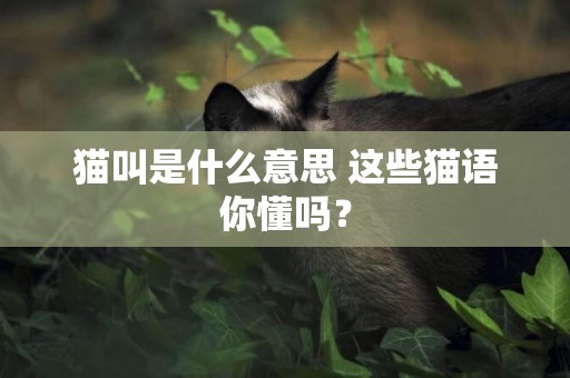 貓叫是什么意思 這些貓語你懂嗎？