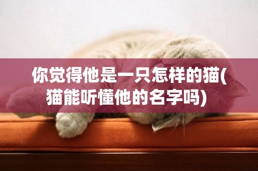 你覺得他是一只怎樣的貓(貓能聽懂他的名字嗎) 
