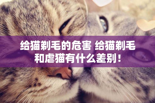 給貓剃毛的危害 給貓剃毛和虐貓有什么差別！