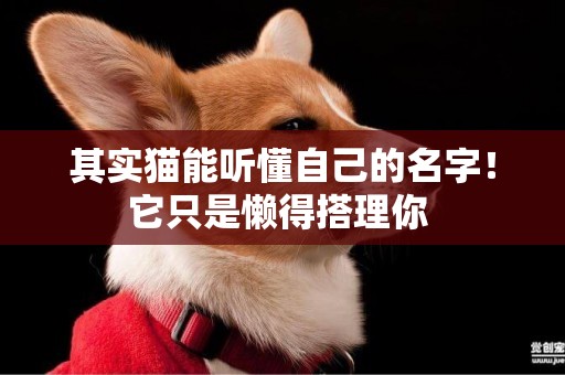 其實貓能聽懂自己的名字！它只是懶得搭理你 