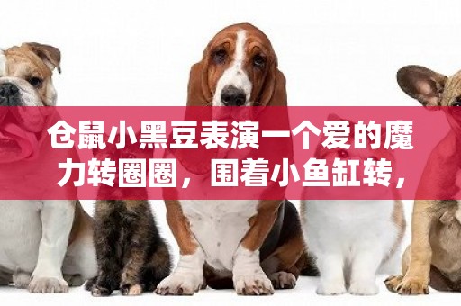 倉鼠小黑豆表演一個愛的魔力轉圈圈，圍著小魚缸轉，太逗了！ 