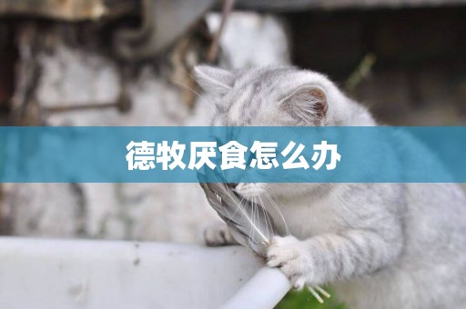 德牧厭食怎么辦