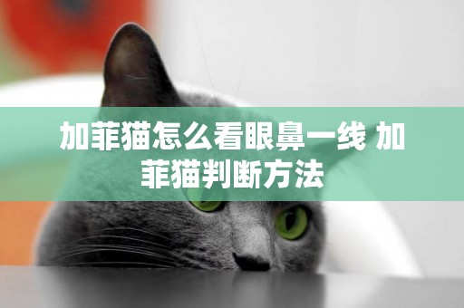 加菲貓怎么看眼鼻一線 加菲貓判斷方法