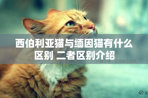 西伯利亞貓與緬因貓有什么區別 二者區別介紹