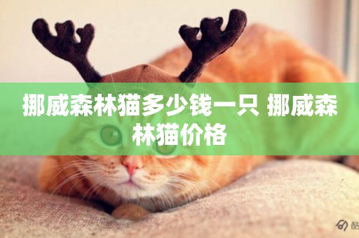 挪威森林貓多少錢一只 挪威森林貓價格