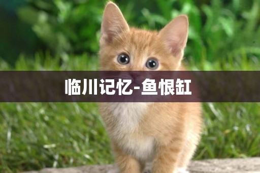 臨川記憶-魚恨缸 