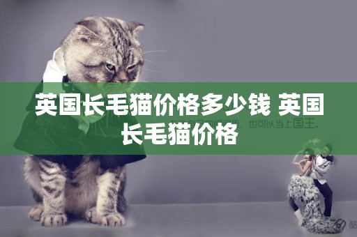 英國長毛貓價格多少錢 英國長毛貓價格